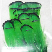 lady Amherst tippet feathers (12 fs) green